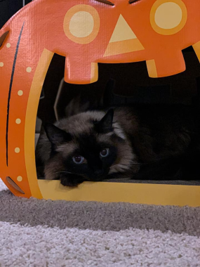 Apollo