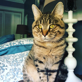 Harlow