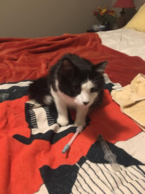 Wilbur