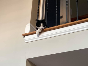 O’Malley