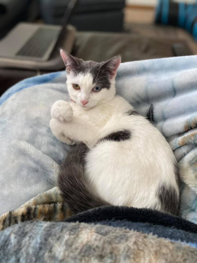 Sirius