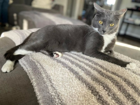 Bowie