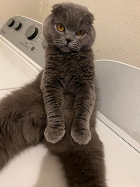 Miso