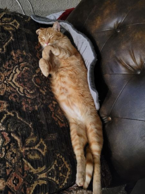 Sammer cat