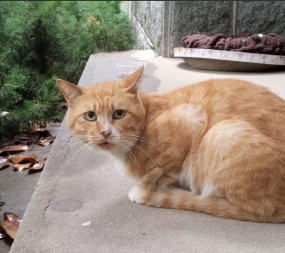 Tom