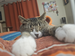Neko