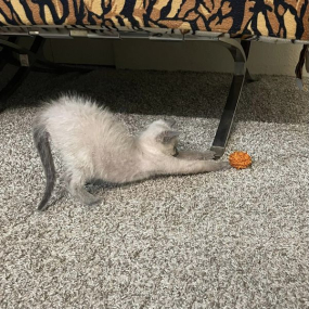 Gizmo
