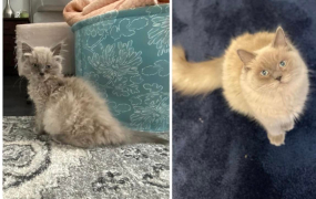 Simba
