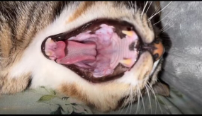 Milo