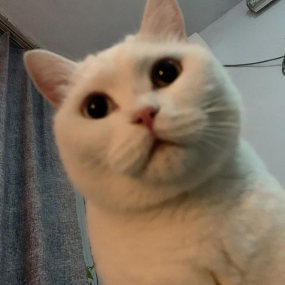 Ada