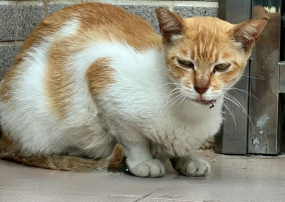 Samba