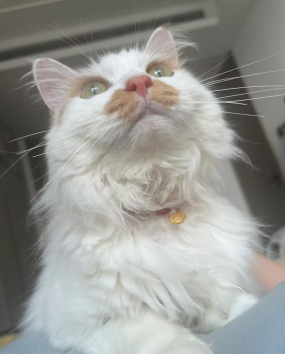 Milo