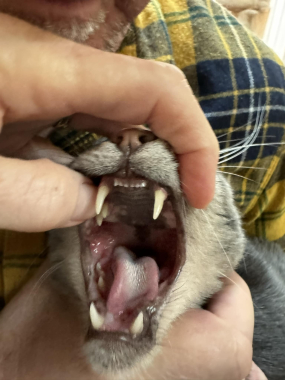 Finnegan