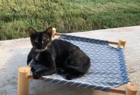 tortie Pisty