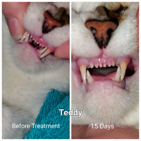 Teddy