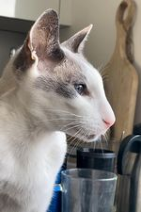 Vito