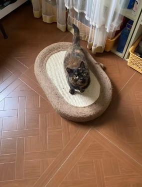 Jeni