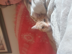 Kitrinoula