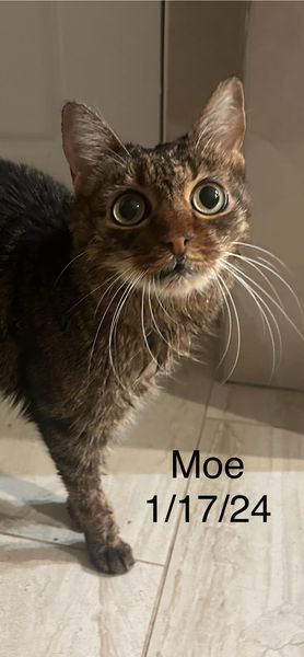 Moe